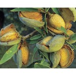 Eetbare tuin-edible garden Prunus dulcis - Amandier