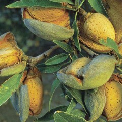 Eetbare tuin-edible garden Prunus dulcis - Almond tree