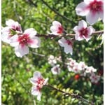 Eetbare tuin-edible garden Prunus dulcis - Almond tree