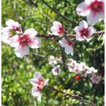 Eetbare tuin-edible garden Prunus dulcis - Amandelboom