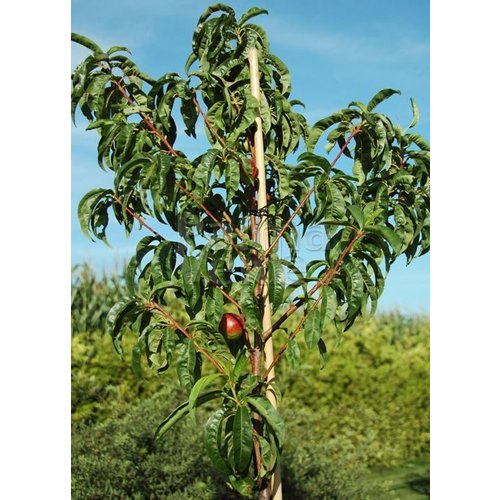 Eetbare tuin-edible garden Prunus persica var. nucipersica Weimberger - Nectarineboom