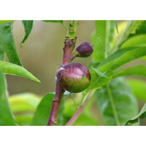 Eetbare tuin-edible garden Prunus persica var. nucipersica Weimberger - Nectarineboom