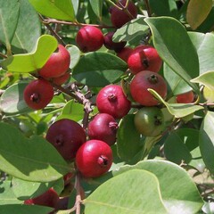 Eetbare tuin-edible garden Psidium cattleianum - Goyavier de Chine