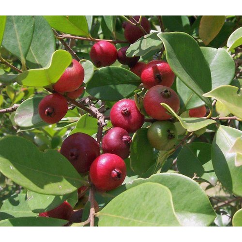 Eetbare tuin-edible garden Psidium cattleianum - Aardbeiguave