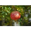 Eetbare tuin-edible garden Punica granatum - Pomegranate