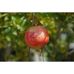 Eetbare tuin-edible garden Punica granatum - Pomegranate