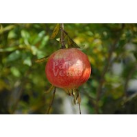 Eetbare tuin-edible garden Punica granatum - Grenadier