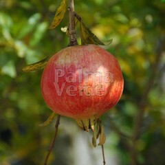 Eetbare tuin-edible garden Punica granatum - Pomegranate