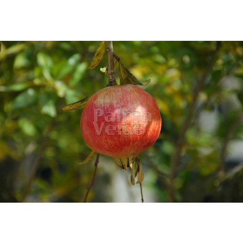 Eetbare tuin-edible garden Punica granatum - Granaatappel