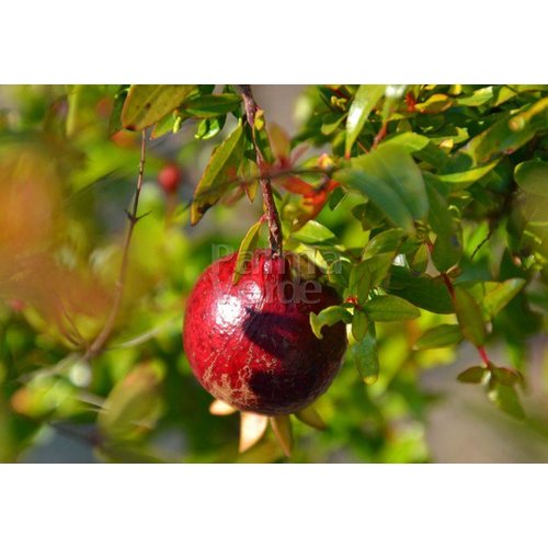 Bloemen-flowers Punica granatum Nana - Pomegranate