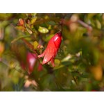 Bloemen-flowers Punica granatum Nana - Pomegranate