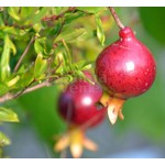 Bloemen-flowers Punica granatum Nana - Pomegranate