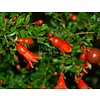 Bloemen-flowers Punica granatum Nana - Pomegranate