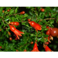 Bloemen-flowers Punica granatum Nana - Granaatappel