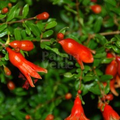 Bloemen-flowers Punica granatum Nana - Pomegranate