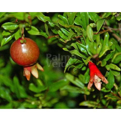 Bloemen-flowers Punica granatum Nana - Pomegranate