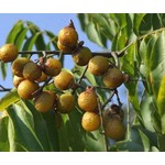 Bomen-trees Sapindus mukorossi - Savonnier indien