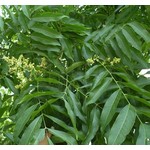 Bomen-trees Sapindus mukorossi - Savonnier indien