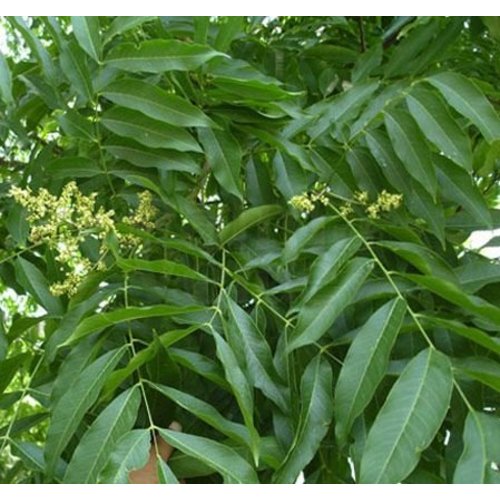 Bomen-trees Sapindus mukorossi - Soap tree