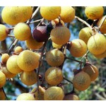 Bomen-trees Sapindus mukorossi - Indian soapberry - Washnut