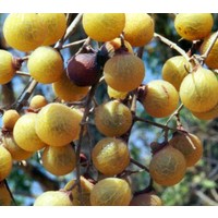 Bomen-trees Sapindus mukorossi - Indian soapberry - Washnut