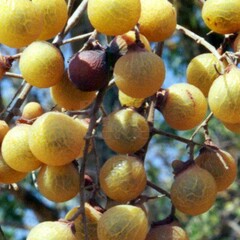 Bomen-trees Sapindus mukorossi - Indian soapberry - Washnut