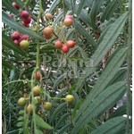 Eetbare tuin-edible garden Schinus molle - Peruvian pepper tree