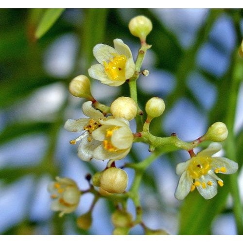 Eetbare tuin-edible garden Schinus molle - Peruvian pepper tree