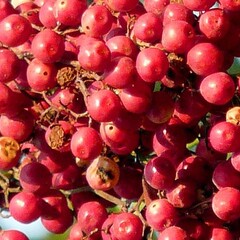 Eetbare tuin-edible garden Schinus molle - Peruvian pepper tree