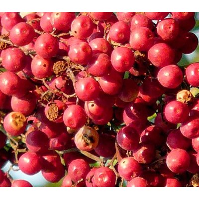 Eetbare tuin-edible garden Schinus molle - Peruvian pepper tree
