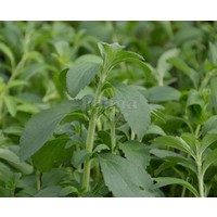 Eetbare tuin-edible garden Stevia rebaudiana Bertoni - Stevia plant