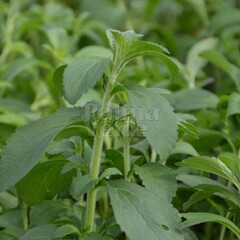 Eetbare tuin-edible garden Stevia rebaudiana Bertoni - Stevia plant - Honingkruid - Stepa