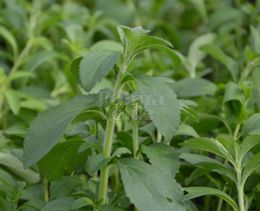 Stevia rebaudiana Bertoni Stevia plant Palma Verde Exoten V.O.F.