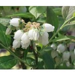 Eetbare tuin-edible garden Vaccinium corymbosum Goldtraube - Blueberry