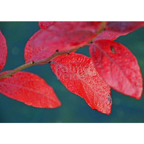 Eetbare tuin-edible garden Vaccinium corymbosum Goldtraube - Blueberry