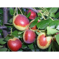 Eetbare tuin-edible garden Ziziphus jujuba - Jujubier commun