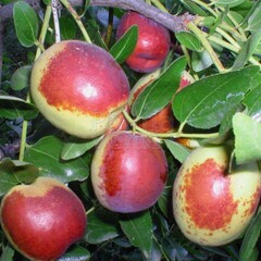 Eetbare tuin-edible garden Ziziphus jujuba - Jujubier commun