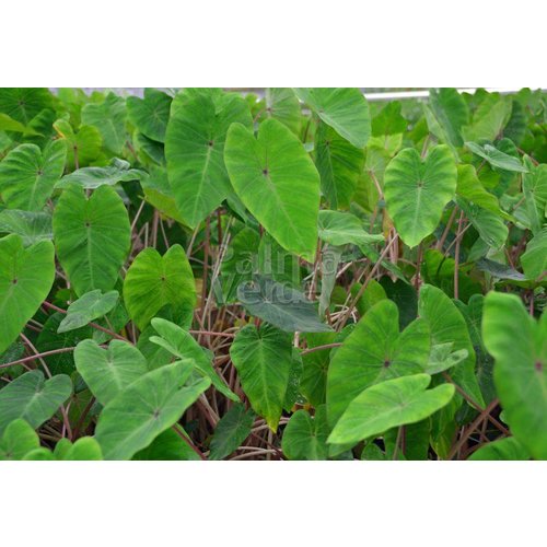 Blad-leaf Colocasia esculenta Pink China - Elephant ear