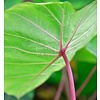 Blad-leaf Colocasia esculenta Pink China - Olifantenoor