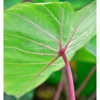 Blad-leaf Colocasia esculenta Pink China - Olifantenoor