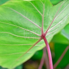 Blad-leaf Colocasia esculenta Pink China - Elephant ear
