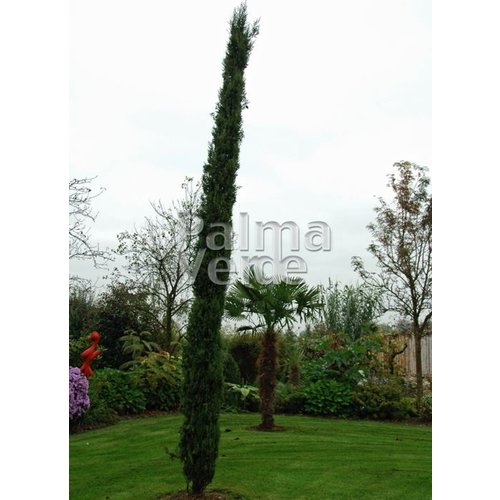 Bomen-trees Cupressus sempervirens Pyramidalis - Cyprès de Florence