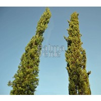 Bomen-trees Cupressus sempervirens Pyramidalis - Cyprès de Florence