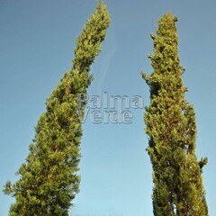 Bomen-trees Cupressus sempervirens Pyramidalis - Cyprès de Florence