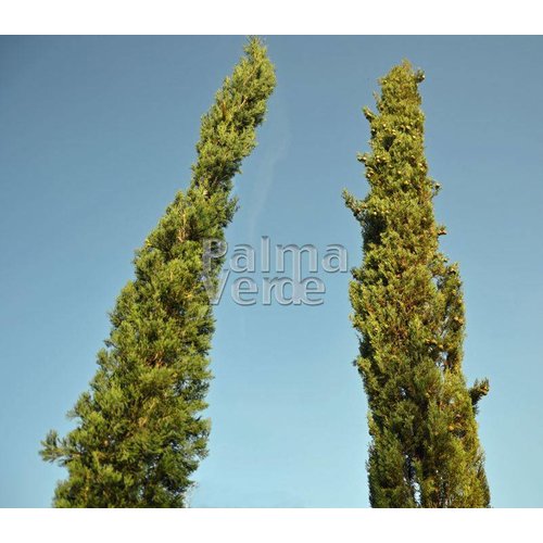 Bomen-trees Cupressus sempervirens Pyramidalis - Italiaanse cipres