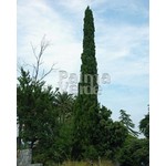 Bomen-trees Cupressus sempervirens Pyramidalis - Cyprès de Florence