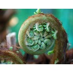 Blad-leaf Dicksonia antarctica - Tasmanian tree fern