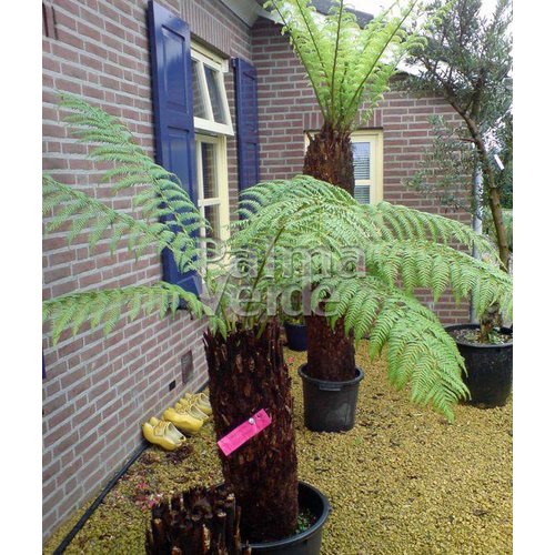 Blad-leaf Dicksonia antarctica - Tasmanian tree fern