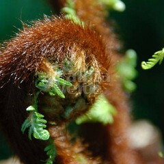 Blad-leaf Dicksonia antarctica - Fougère arborescente australienne