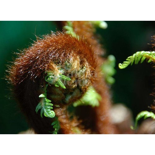 Blad-leaf Dicksonia antarctica - Tasmaanse boomvaren